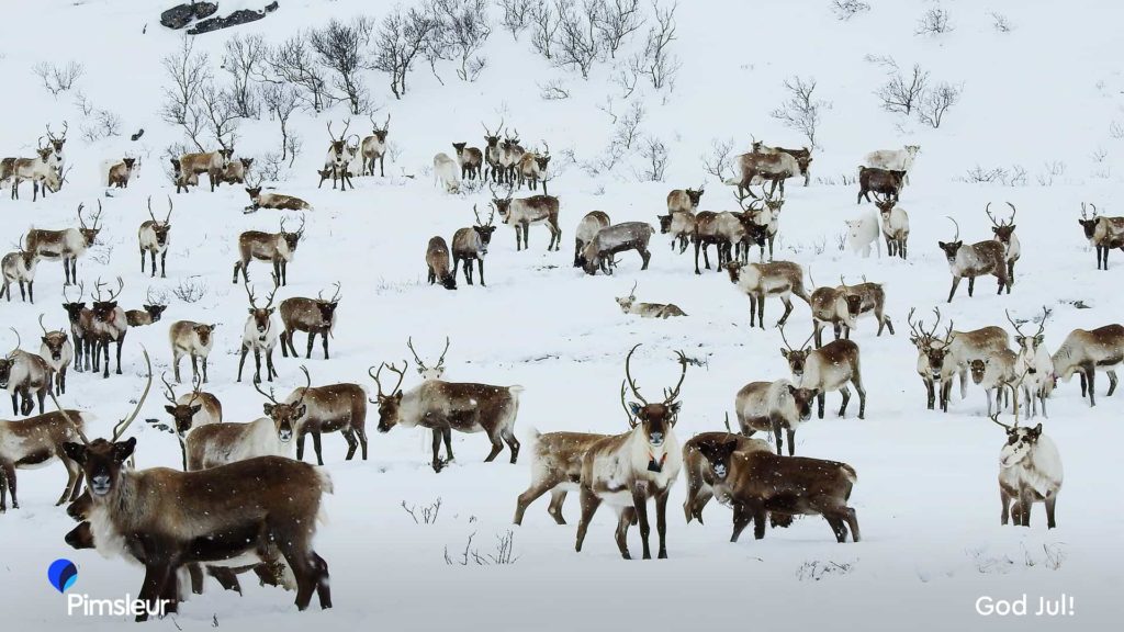 Free Holiday Zoom Background Norway