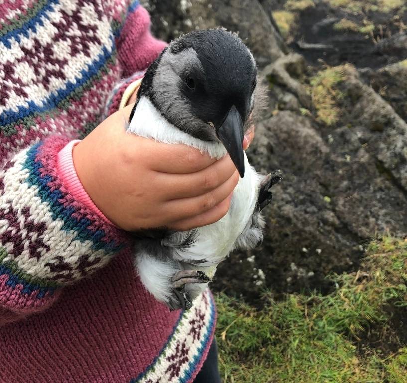 Puffin rescue Iceland puffling lunda