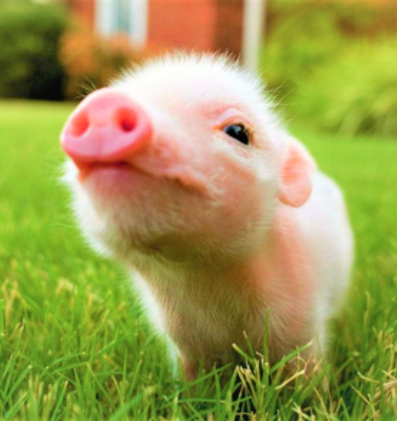 Valentine's traditions Germany